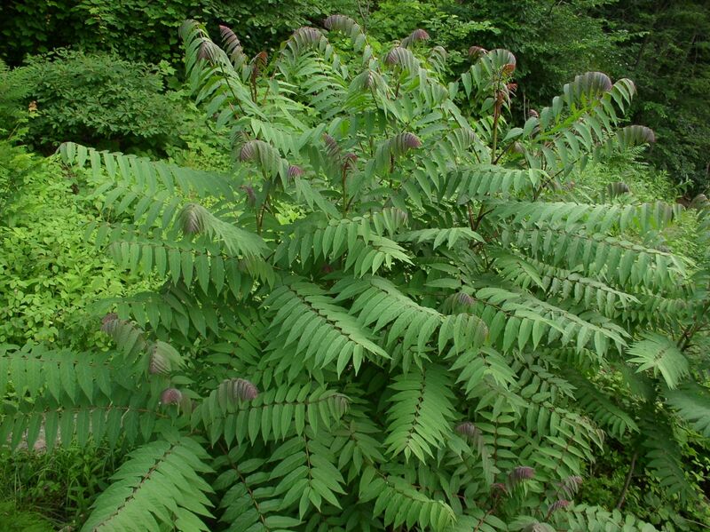 Файл:Rhus glabra nf.jpg