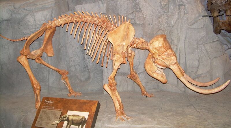 Файл:Elephas skeleton.JPG