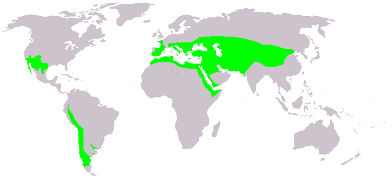 Файл:Ephedra distribution.PNG