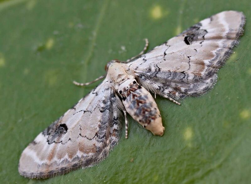 Файл:Eupithecia centaureata01.jpg