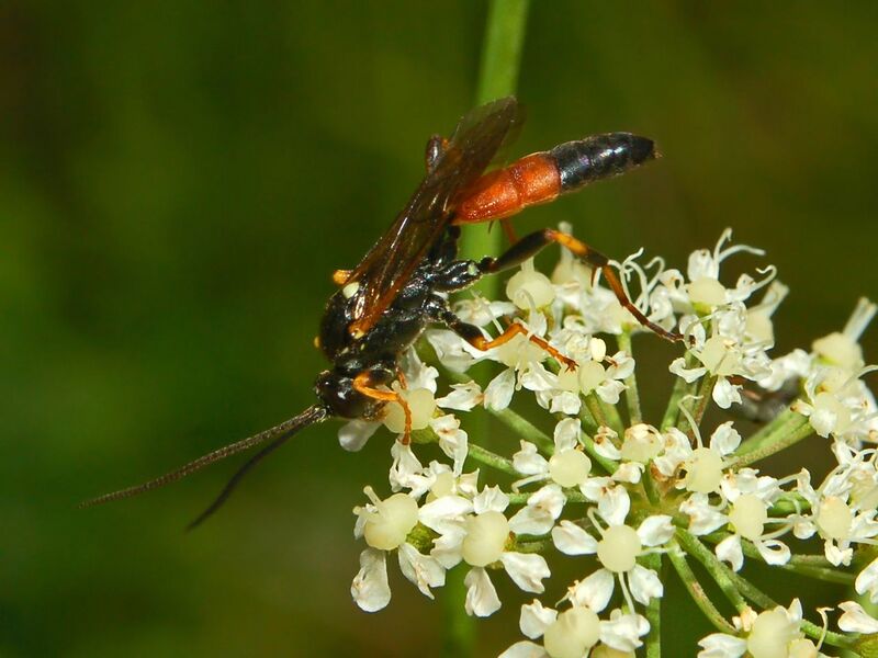 Файл:Ichneumonidae - Ichneumon insidiosus..JPG