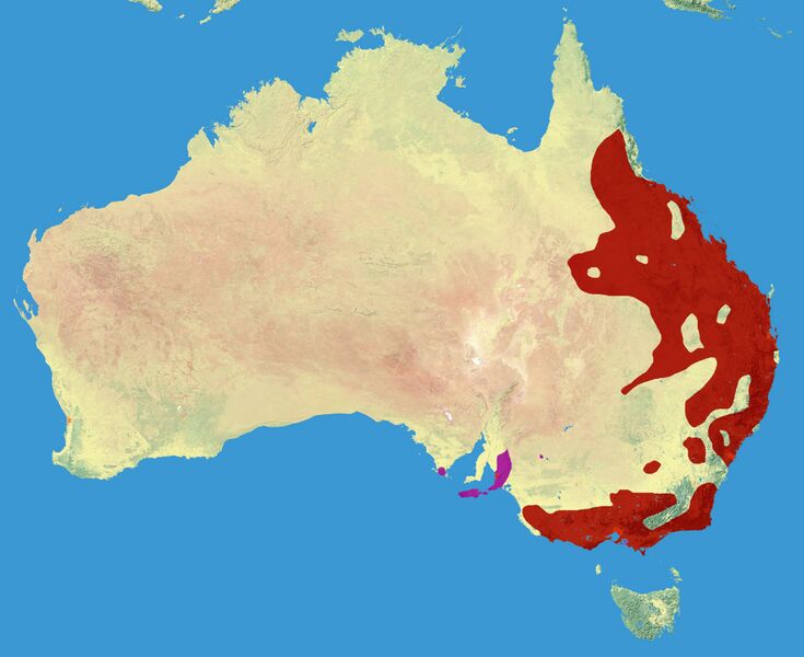Файл:Koala Range.jpg