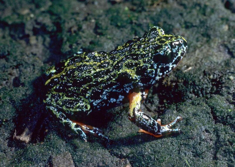 Файл:CSIRO ScienceImage 7816 Southern Toadlet.jpg