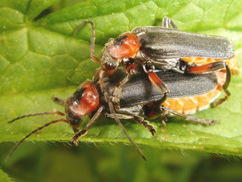 Файл:Cantharis rustica Copula.jpg