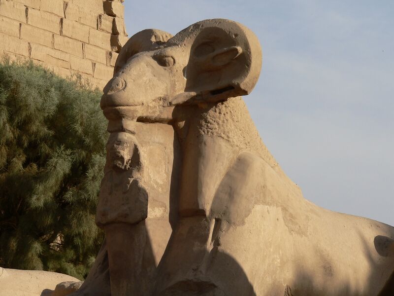 Файл:Cryosphinx.jpg