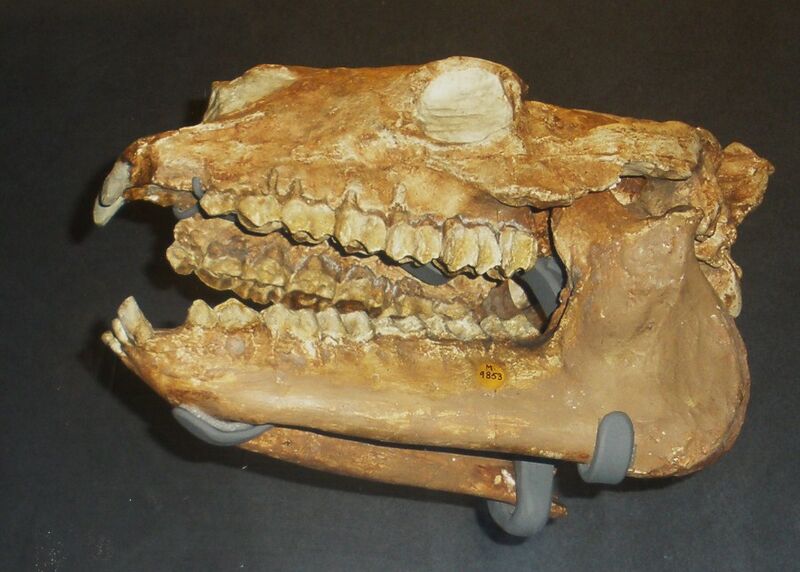 Файл:Diadiaphorus robustus.JPG