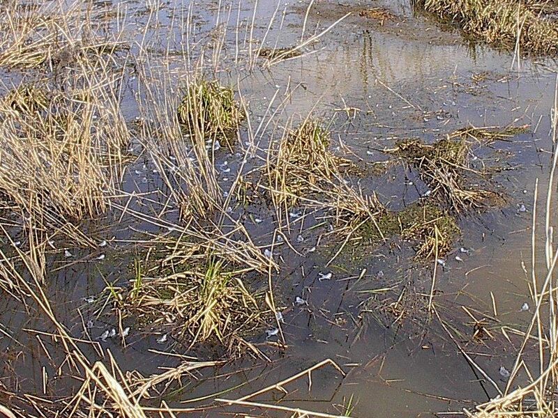 Файл:Frogs at spawning.jpg