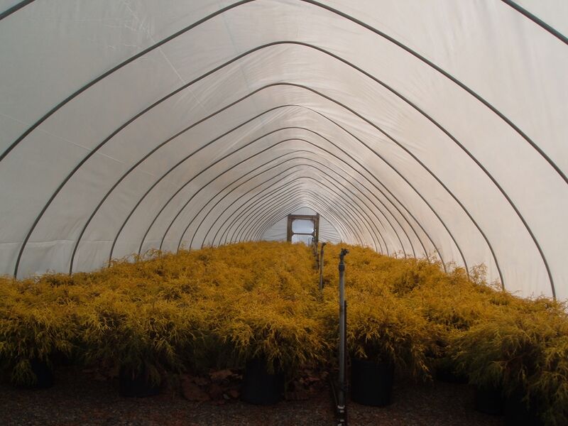 Файл:Greenhouse 4.JPG