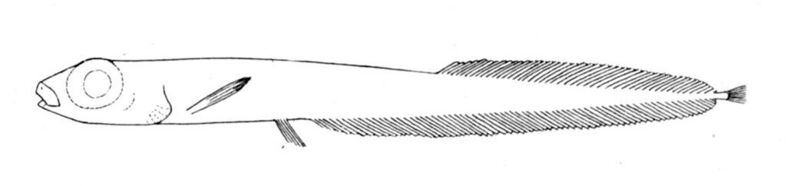 Файл:Leptoderma macrops.jpg