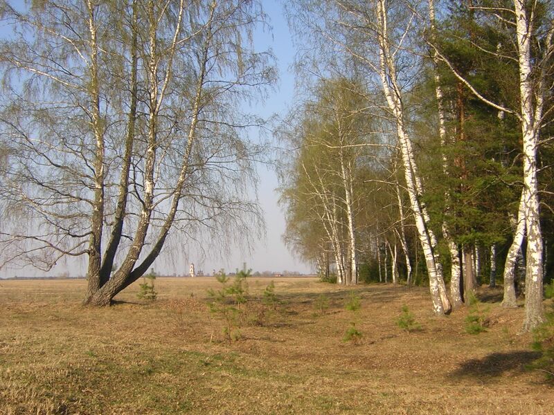 Файл:Edge of a Wood2.JPG
