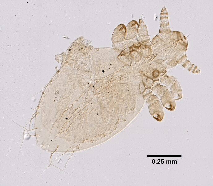 Файл:Linognathus setosus (YPM IZ 099333).jpeg