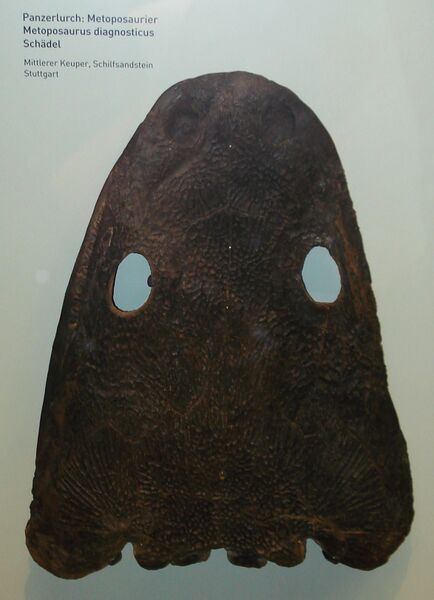 Файл:Metoposaurus diagnosticus.JPG