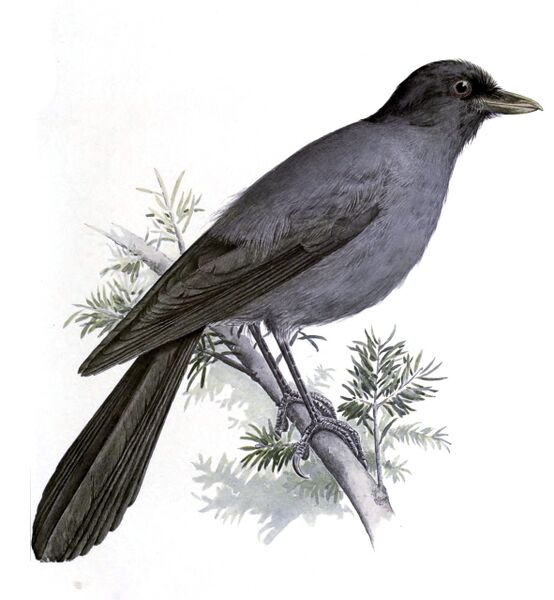 Файл:Perisoreus internigrans.jpg