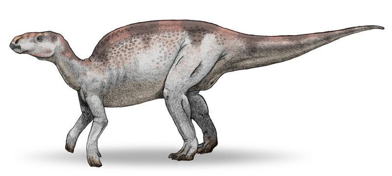 Файл:Probactrosaurus v3.jpg