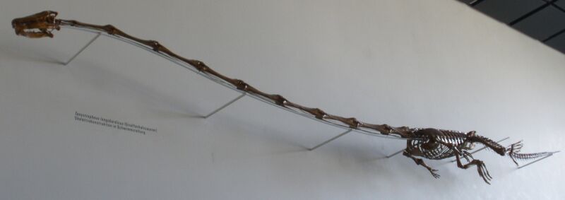 Файл:Tanystropheus longobardicus 4.JPG