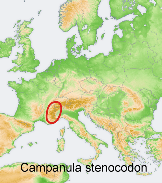 Файл:Distribution map Campanula stenocodon.png