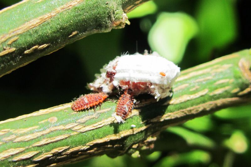 Файл:Larvas Rodolia cardinalis.JPG