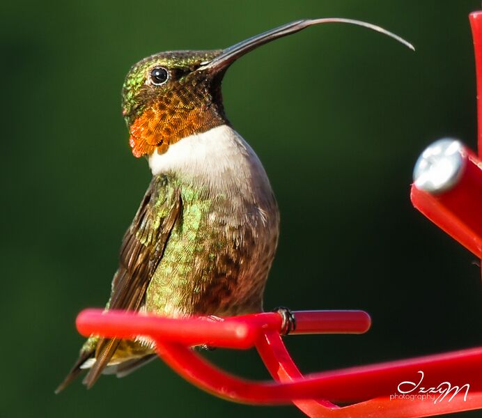 Файл:Male RubyThroated Humming Bird.jpg