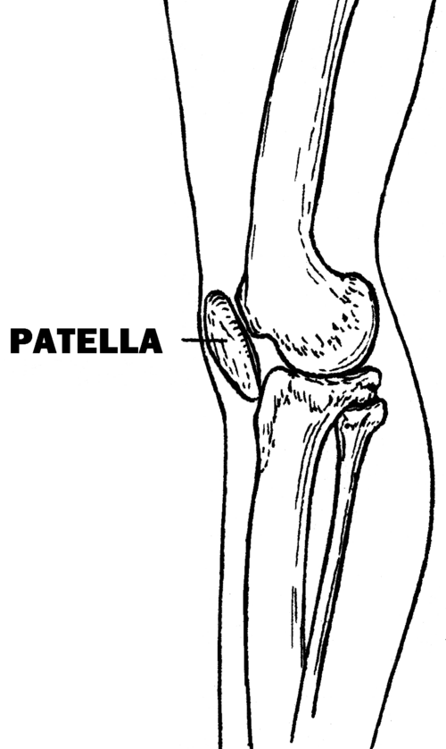 Ӳкерчĕк:Patella (PSF).png