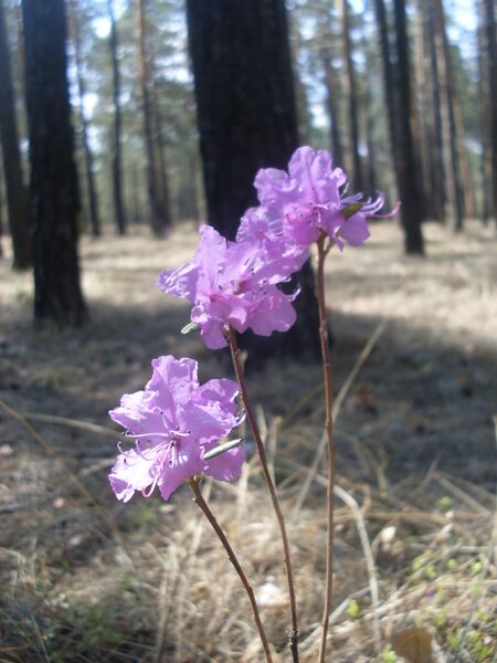 Файл:Rhododendron dauricum Transbaikal 2.jpg