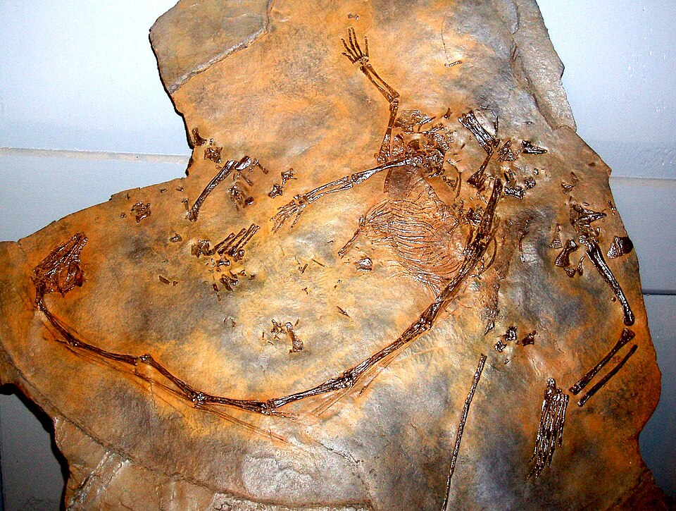 Файл:Tanystropheus longobardicus.JPG