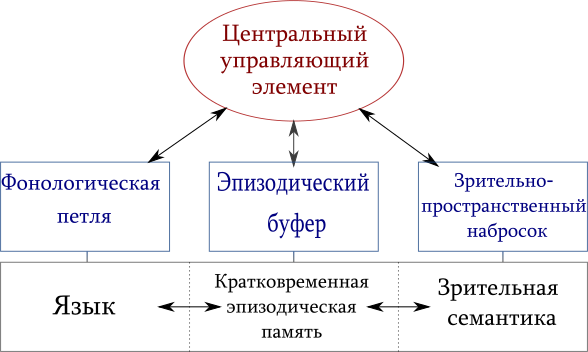 Файл:Working-memory-Baddeley-rus.svg