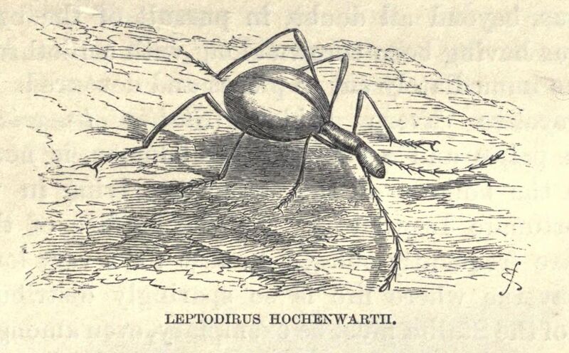 Файл:Leptodirus.JPG