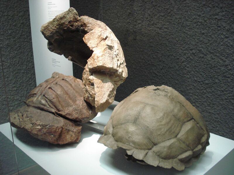 Файл:Proterochersis robusta 1.JPG