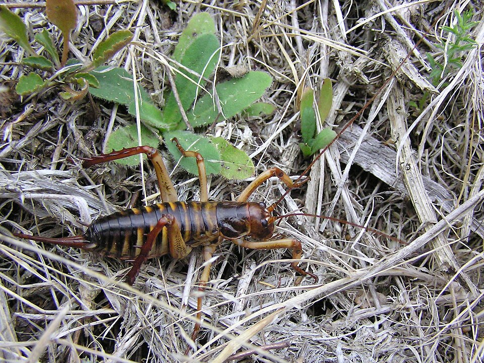 Файл:Tree weta.jpg