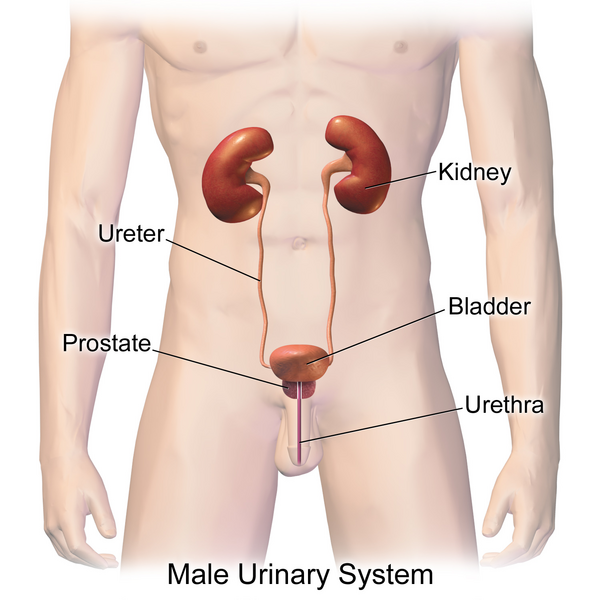 Файл:Urinary System (Male).png