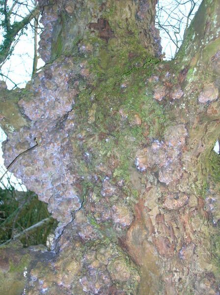 Файл:Apple tree bark burrs.JPG