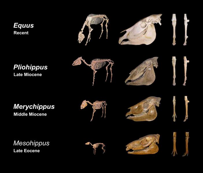 Файл:Equine evolution.jpg