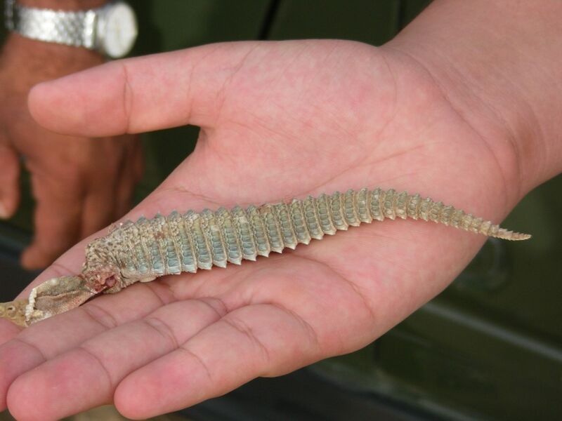 Файл:Falcon prey (Spiny-tailed Lizard).JPG