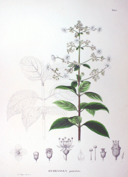 Файл:Hydrangea paniculata SZ61.png
