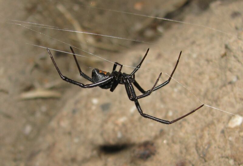 Файл:LatrodectusHesperus 1069.JPG