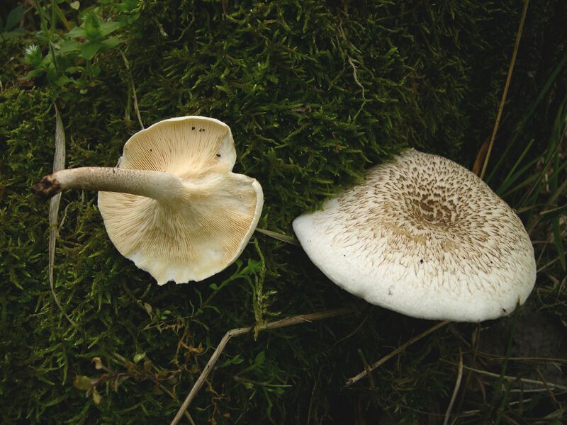Файл:Lentinus tigrinus.JPG