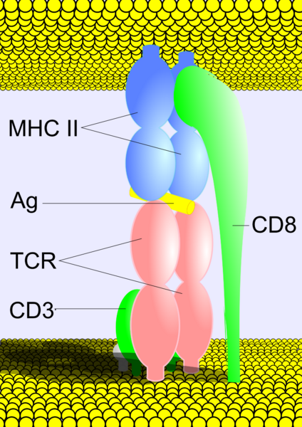 Файл:MHCII-TCR-CD8.png