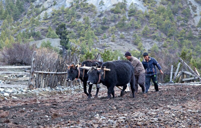 Файл:Manang Fieldwork.jpg