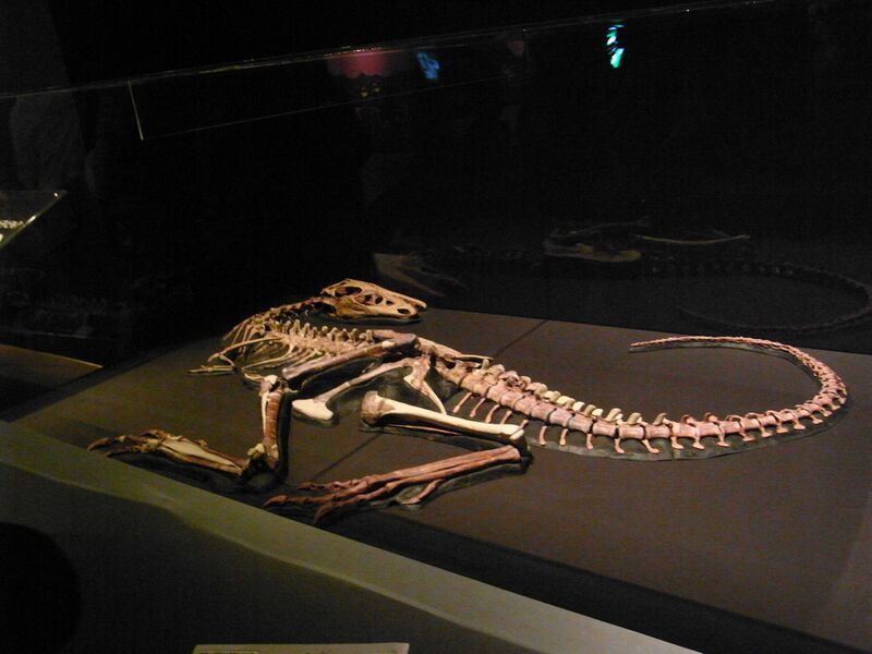 Файл:Raptorex skeleton.jpg