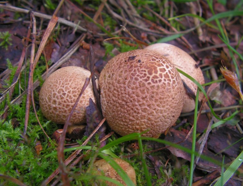 Файл:Scleroderma citrinum (4).jpg