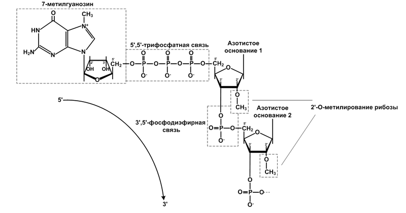 Файл:5'-Cap structure.png