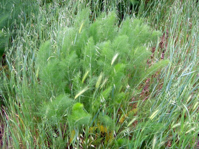 Файл:Anise2000px.JPG
