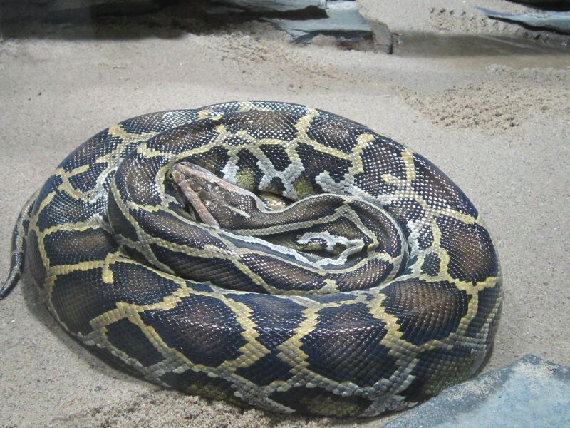 Файл:Burmese python in Berlin.jpg