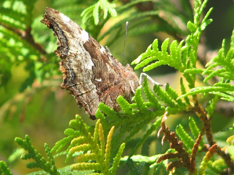 Файл:Compton Tortoiseshell-underside.jpg