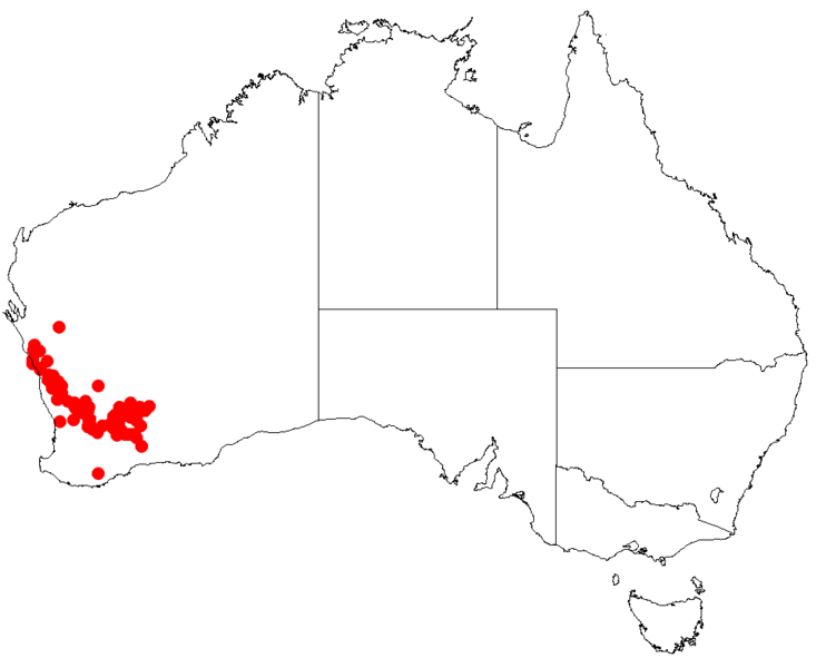 Файл:Hakea platyspermaDistMap108.png