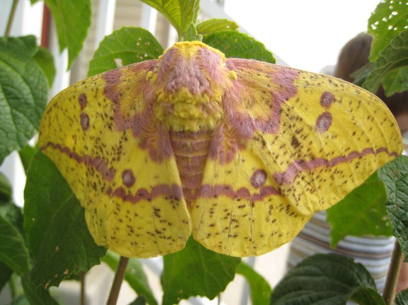 Файл:ImperialMoth3.JPG