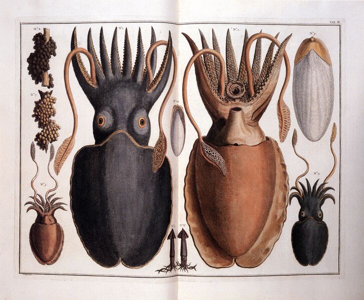 Файл:Seba molluscas.jpg