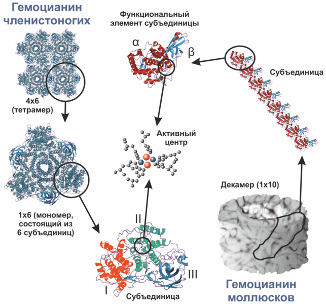 Файл:Hemocyanin Levels of Structure.gif