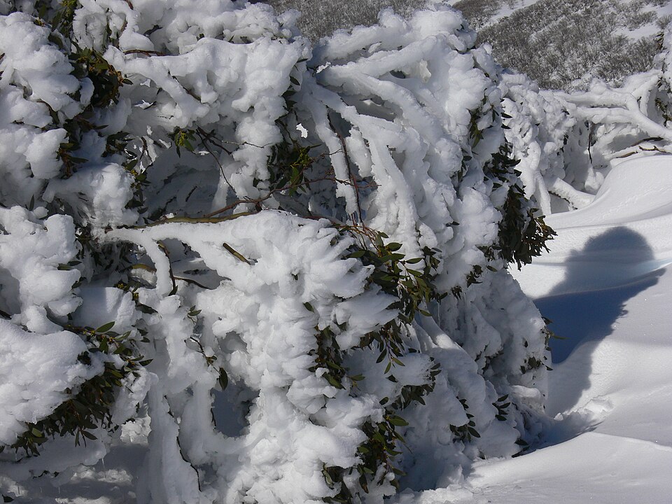 Файл:Snow Gum 2.JPG