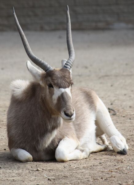 Файл:Addax 057.jpg